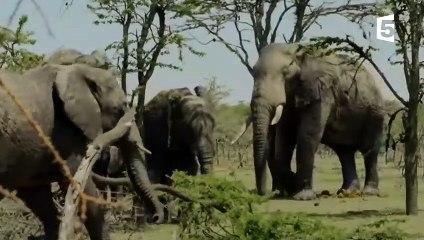Sexe  comment fait l'éléphant  - ZAPPING SAUVAGE