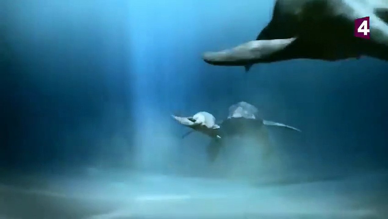 Predator X  le reptile géant des profondeurs (Planète Dinosaures) - ZAPPING SAUVAGE