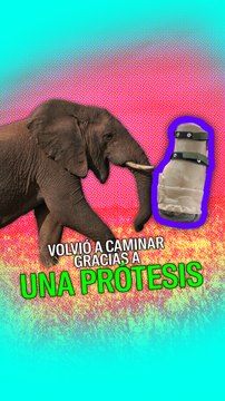 Este elefante volvió a caminar gracias a una prótesis