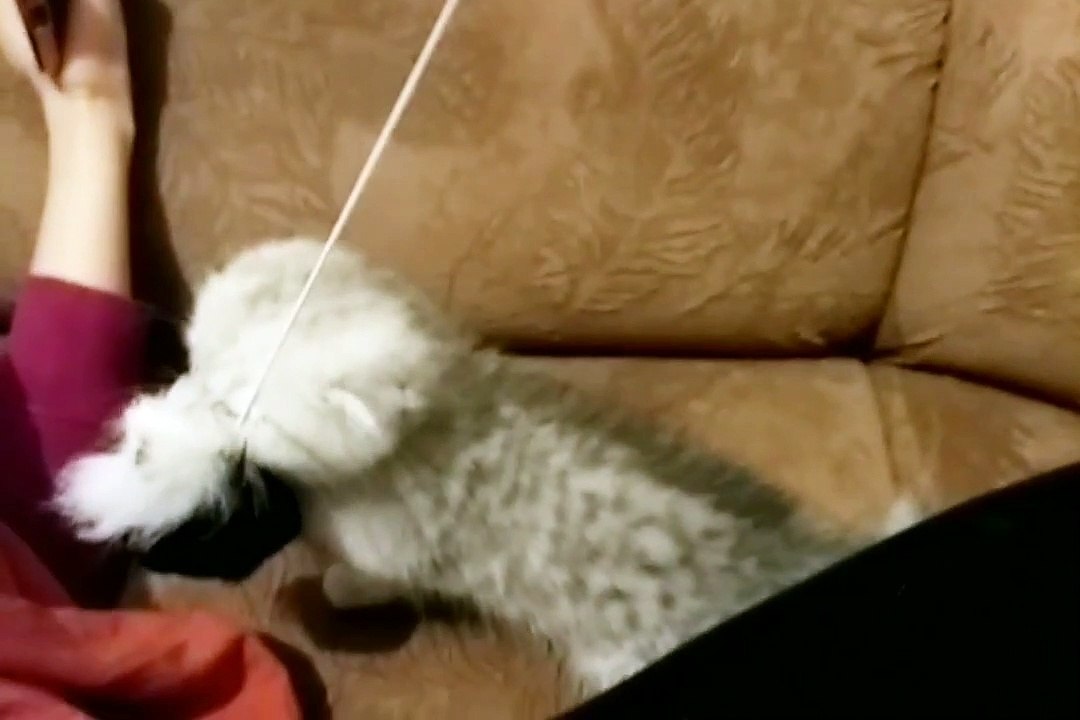 VERY ANGRY LITTLE KITTY