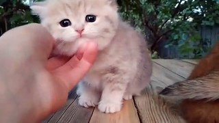 Too Much Cuteness Kitten _ Cutie Pie