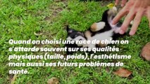 Voici les races de