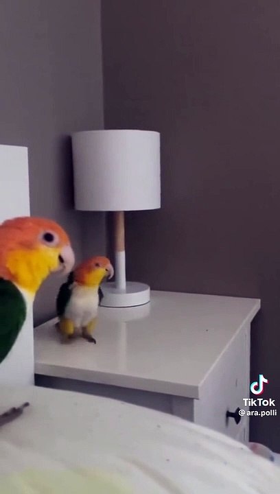 Showing dance moves