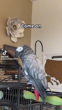 Grey African parrots