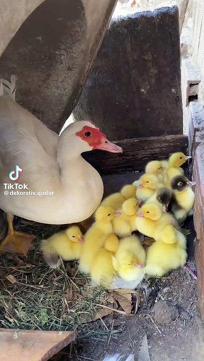 Cute ducks