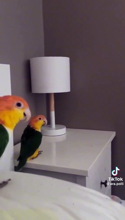 Dancing parrot