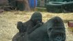 Canterbury welcomes baby gorilla to continue conservation efforts