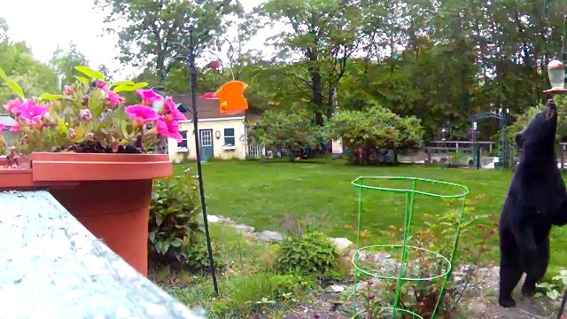 Ours noir visite l'arrière-cour