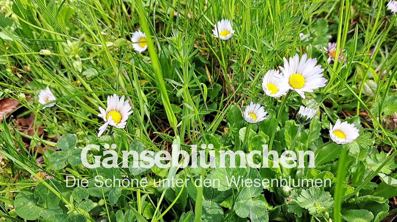 Das gänseblümchen - die schöne unter den wiesenblumen