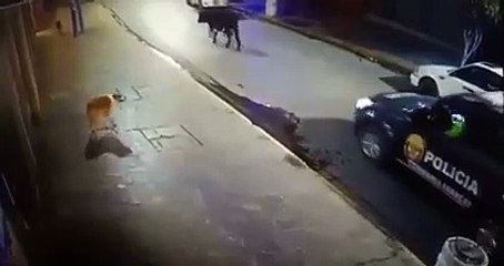 Toro persigue a policía y casi lo embiste en Abancay