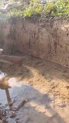 Amazing Rural Fishing Video  Best Asian Fishing Technique  #shorts