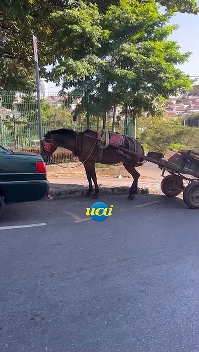 Charretes estacionadas na Câmara durante votação causa revolta em ativistas
