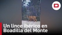 Los Agentes Forestales de la Comunidad de Madrid localizan un lince ibérico en Boadilla del Monte