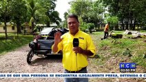Vientos huracanados “tumban” enorme árbol y este aplasta pickup y moto en predios del CURLA, La Ceiba