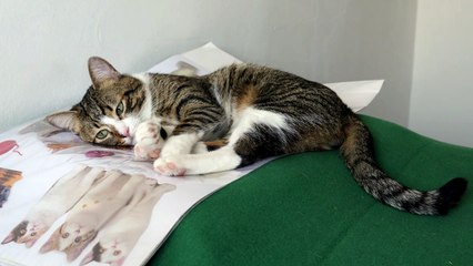 Adorable Cat Covers His Eyes with the Paws