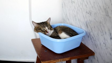 This Is How Cool Cats Sit on Chairs (1)