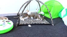 The Cat Is in His Play Corner