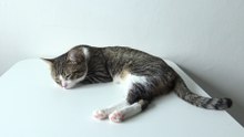 This Lazy Cat Loves to Sleep in the Sun (4)