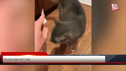 Okuma bilen bir kedi