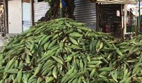 Pessoenses reclamam do alto preço do milho na semana do São João; confira pesquisa do PROCON