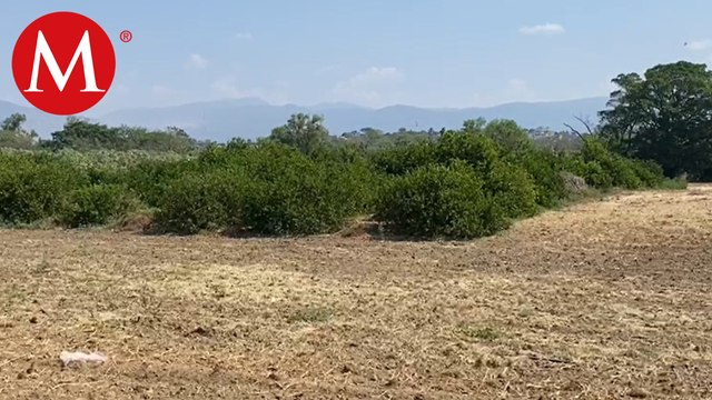 Municipios de Chiapas se ven afectados por la sequía derivado a altas temperaturas