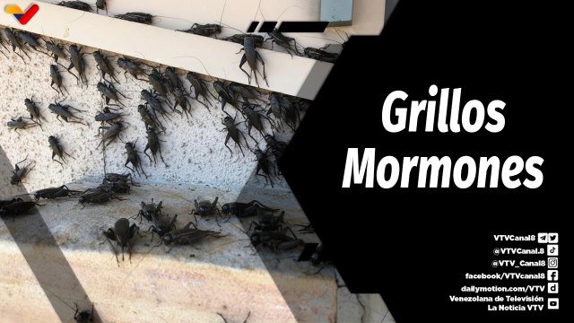 Tras la Noticia | Plaga de grillos está causando estragos en Estados Unidos