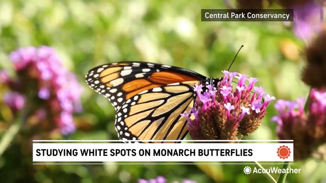 How white spots on monarch butterfly wings are helping them survive