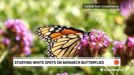 How white spots on monarch butterfly wings are helping them survive