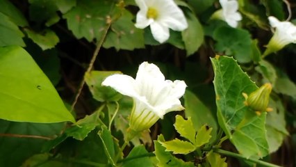 Vlog 7 | বাংলা চটি গল্প | Agriculture || কানে হেডফোন লাগিয়ে শুনুন @Alisha