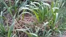 Vlog 8 | বাংলা চটি গল্প | Agriculture_ How to cut grass in paddy field @Alisha