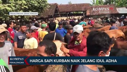 Harga Sapi Kurban Naik di Pasar Hewan Kajen Pekalongan