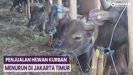 Harga Tinggi Stok Terbatas, Penjualan Sapi Kurban Menurun di Jakarta Timur