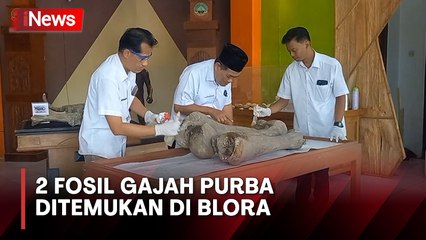 2 Fosil Gajah Purba Usia 300.000 Tahun Ditemukan di Blora