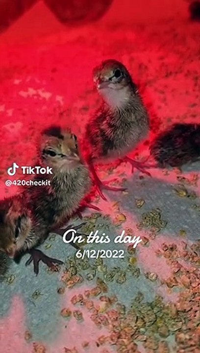 Cute little chicks