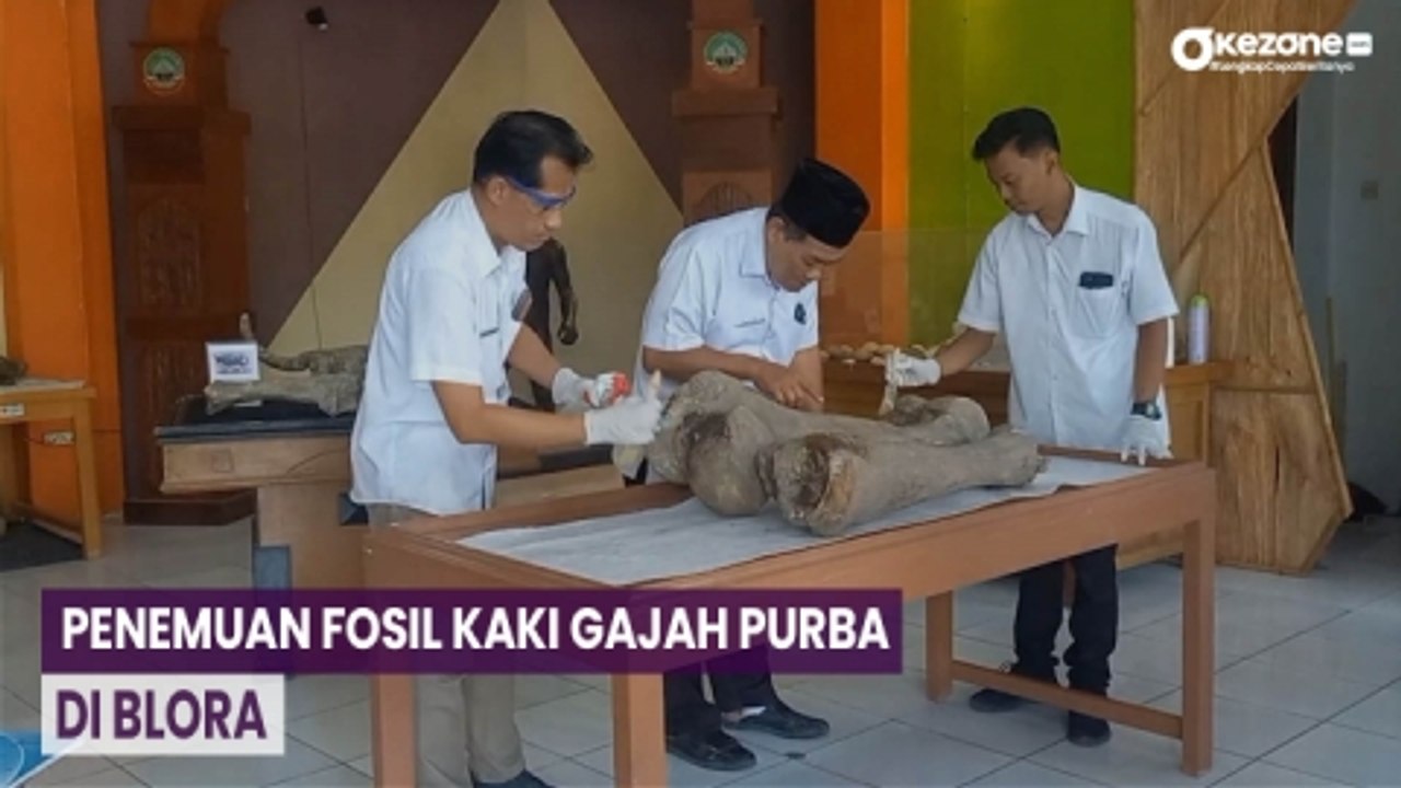 Temuan 2 Fosil Gajah Purba di Blora, Usianya Diduga 300 Ribu Tahun