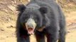 कटनी: रिहायशी इलाके में भालू घुसने से मचा हड़कंप,रेसक्यू टीम ने जंगल में छोड़ा