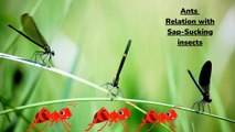 The Relationship Between Ants and Sap-Sucking Insects