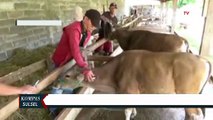 Petugas Peternakan Temukan Tiga Sapi Qurban Mati