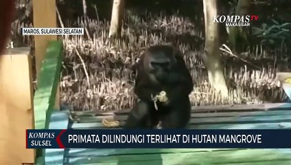 Primata Dilindungi Terlihat Di Hutan Mangrove