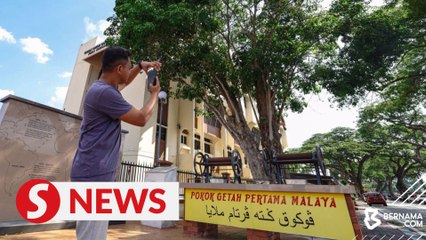 Malaysia's oldest rubber tree now worth nearly RM200,000
