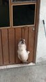 Smart Cat Figures Out How to Open Door