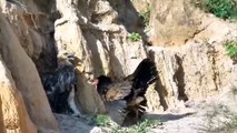 Eagle Saves Wild Horses From Fierce Wolves, Let's See How They Do？