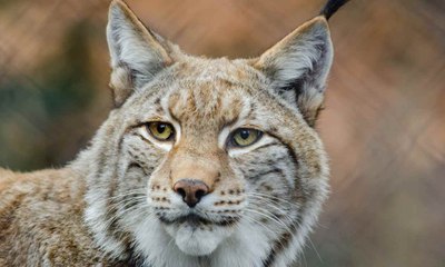 Aparece un lince ibérico en la comunidad de Madrid