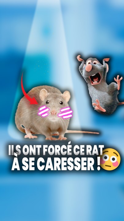 un mini cerveau humain dans un cerveau de rat ?! 