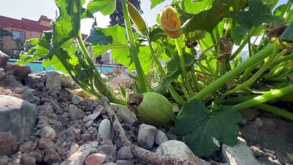 Citrouille, tournesol et pois chiche ont germé entre des conteneurs dans la zone du tremblement de terre