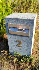 Ants Swarm Letterbox After Rain
