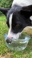 Border Collie Loves Blowing Water Bubbles