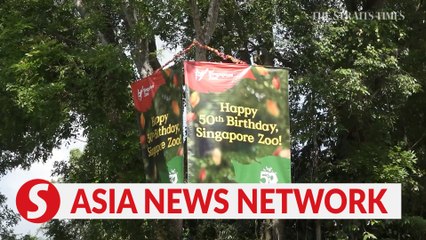 The Straits Times |  Singapore Zoo turns 50