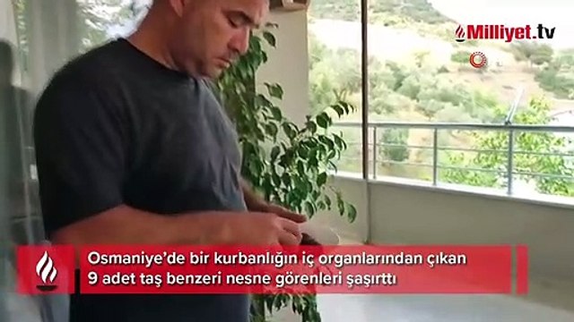 Kurbanlığın karnından çıkan 9 adet cisim görenleri şaşırttı