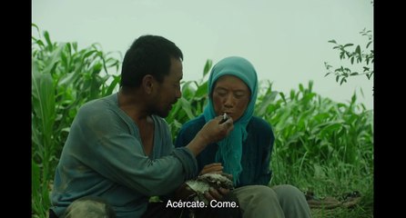 El regreso de las golondrinas Tráiler VOSE